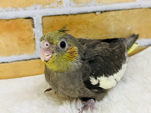 食欲には敵いませんね♡秋だもの🍠オカメインコ(ノーマル)雛入舎しました✨ 食欲には敵いませんね♡秋だもの🍠オカメインコ(ノーマル)雛入舎しました✨