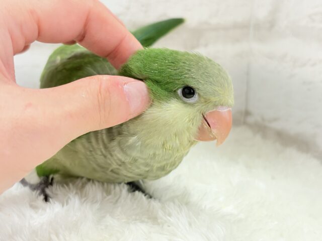 オキナインコ