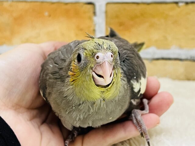 食欲には敵いませんね♡秋だもの🍠オカメインコ(ノーマル)雛入舎しました✨ オカメインコ