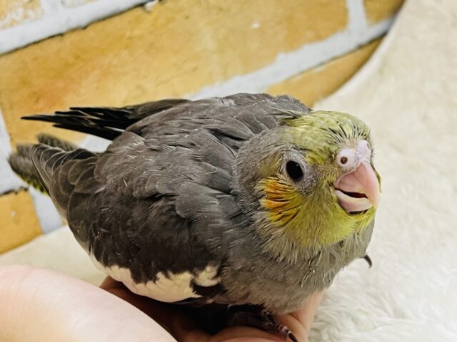 食欲には敵いませんね♡秋だもの🍠オカメインコ(ノーマル)雛入舎しました✨ オカメインコ