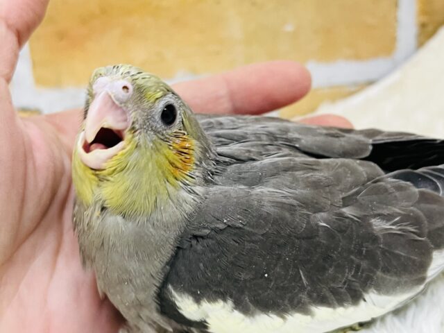 食欲には敵いませんね♡秋だもの🍠オカメインコ(ノーマル)雛入舎しました✨ オカメインコ