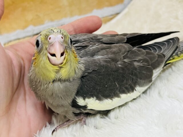 食欲には敵いませんね♡秋だもの🍠オカメインコ(ノーマル)雛入舎しました✨ オカメインコ