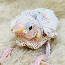 初雪でしょうか❄️真っ白キラキラ✨白文鳥の雛入舎です🤍