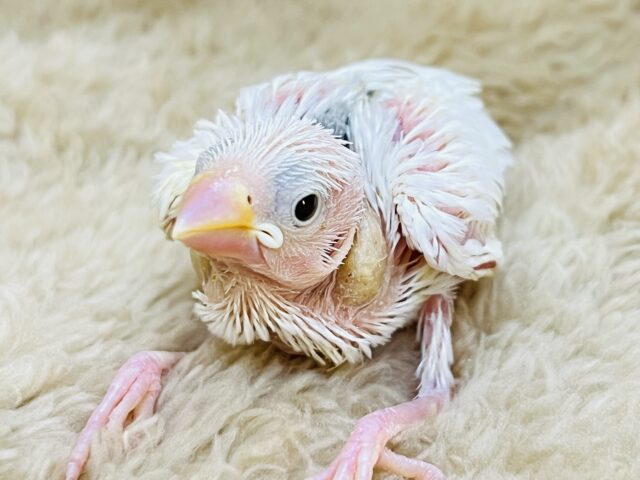 初雪でしょうか❄️真っ白キラキラ✨白文鳥の雛入舎です🤍