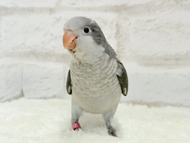 オキナインコ