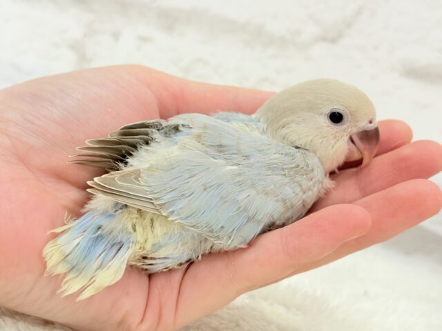 カメラ目線が得意なのっ♬*°コザクラインコ(ターコイズシナモンオパーリン) ヒナ コザクラインコ(小桜インコ)
