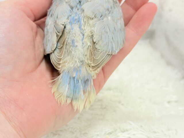 カメラ目線が得意なのっ♬*°コザクラインコ(ターコイズシナモンオパーリン) ヒナ コザクラインコ(小桜インコ)