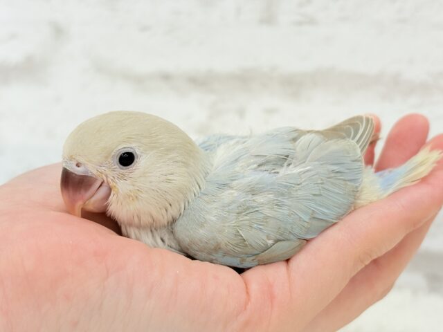 カメラ目線が得意なのっ♬*°コザクラインコ(ターコイズシナモンオパーリン) ヒナ コザクラインコ(小桜インコ)