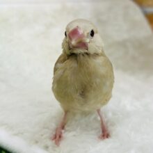 10/30更新☆素敵なマロンカラー🌰食いしん坊なんだよ〜シナモン文鳥のヒナ❤️