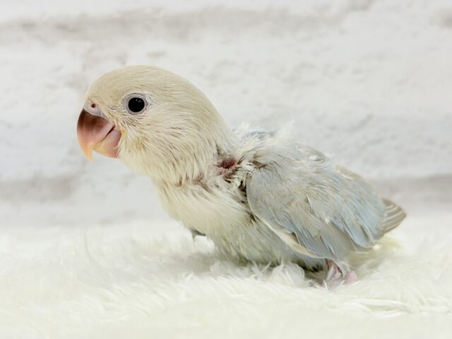 カメラ目線が得意なのっ♬*°コザクラインコ(ターコイズシナモンオパーリン) ヒナ コザクラインコ(小桜インコ)