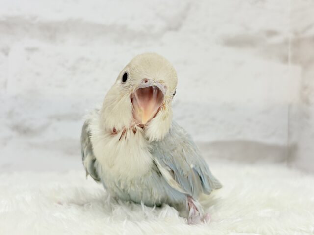 カメラ目線が得意なのっ♬*°コザクラインコ(ターコイズシナモンオパーリン) ヒナ コザクラインコ(小桜インコ)
