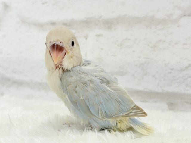 カメラ目線が得意なのっ♬*°コザクラインコ(ターコイズシナモンオパーリン) ヒナ コザクラインコ(小桜インコ)