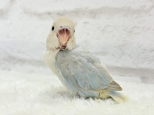 カメラ目線が得意なのっ♬*°コザクラインコ(ターコイズシナモンオパーリン) ヒナ コザクラインコ(小桜インコ)