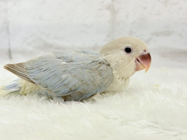 カメラ目線が得意なのっ♬*°コザクラインコ(ターコイズシナモンオパーリン) ヒナ コザクラインコ(小桜インコ)