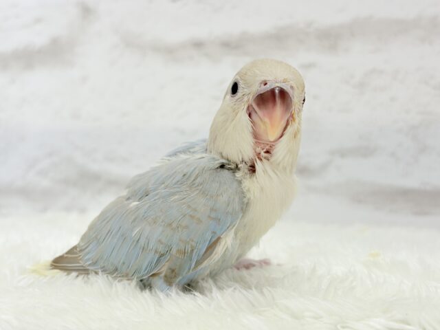 カメラ目線が得意なのっ♬*°コザクラインコ(ターコイズシナモンオパーリン) ヒナ コザクラインコ(小桜インコ)