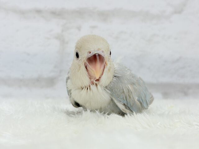 カメラ目線が得意なのっ♬*°コザクラインコ(ターコイズシナモンオパーリン) ヒナ コザクラインコ(小桜インコ)