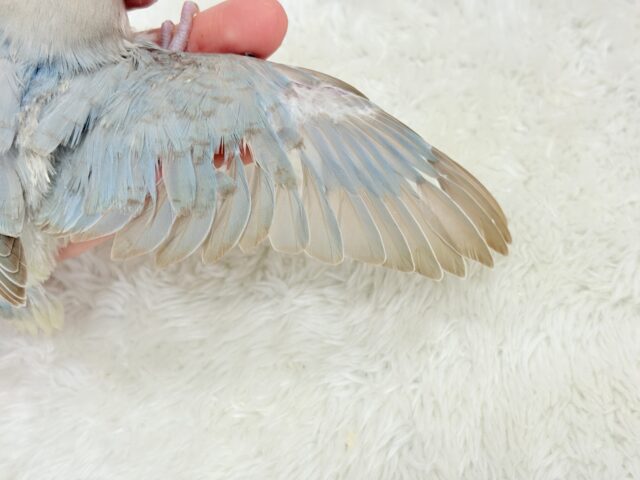 カメラ目線が得意なのっ♬*°コザクラインコ(ターコイズシナモンオパーリン) ヒナ コザクラインコ(小桜インコ)