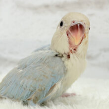 カメラ目線が得意なのっ♬*°コザクラインコ(ターコイズシナモンオパーリン) ヒナ