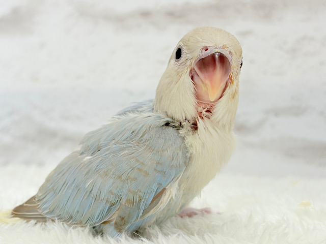 カメラ目線が得意なのっ♬*°コザクラインコ(ターコイズシナモンオパーリン) ヒナ カメラ目線が得意なのっ♬*°コザクラインコ(ターコイズシナモンオパーリン) ヒナ