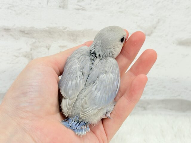 麗し🫧美鳥さん🐣💗コザクラインコ(マーブルバイオレット) ヒナ コザクラインコ(小桜インコ)