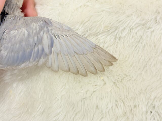 麗し🫧美鳥さん🐣💗コザクラインコ(マーブルバイオレット) ヒナ コザクラインコ(小桜インコ)