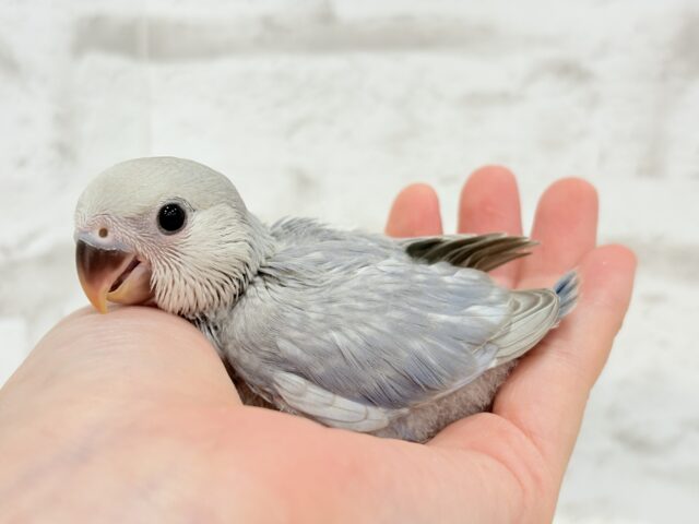 麗し🫧美鳥さん🐣💗コザクラインコ(マーブルバイオレット) ヒナ コザクラインコ(小桜インコ)