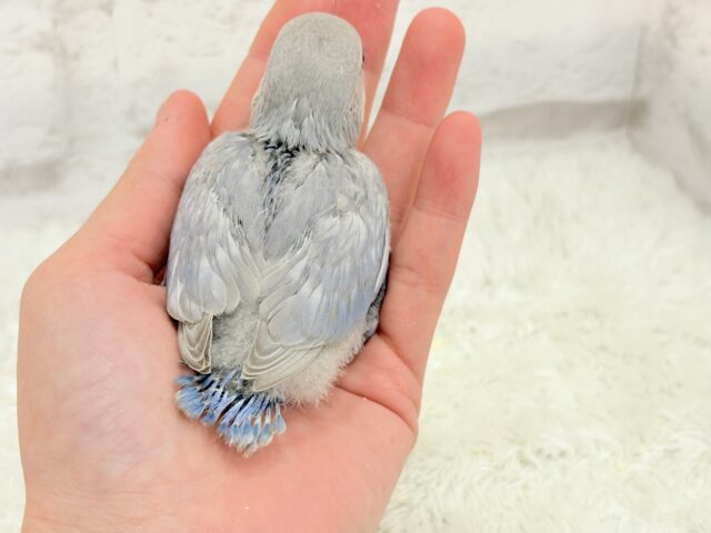 麗し🫧美鳥さん🐣💗コザクラインコ(マーブルバイオレット) ヒナ コザクラインコ(小桜インコ)