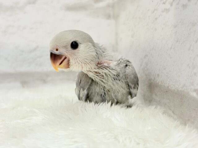 麗し🫧美鳥さん🐣💗コザクラインコ(マーブルバイオレット) ヒナ コザクラインコ(小桜インコ)