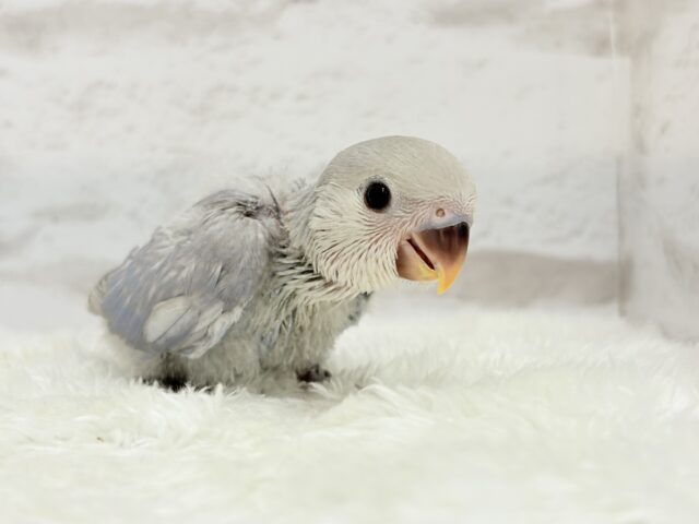 麗し🫧美鳥さん🐣💗コザクラインコ(マーブルバイオレット) ヒナ コザクラインコ(小桜インコ)