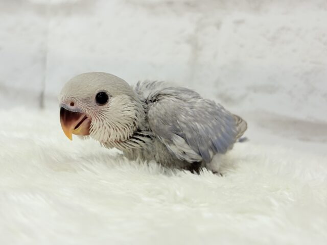 麗し🫧美鳥さん🐣💗コザクラインコ(マーブルバイオレット) ヒナ コザクラインコ(小桜インコ)