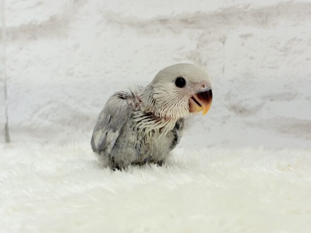 麗し🫧美鳥さん🐣💗コザクラインコ(マーブルバイオレット) ヒナ コザクラインコ(小桜インコ)