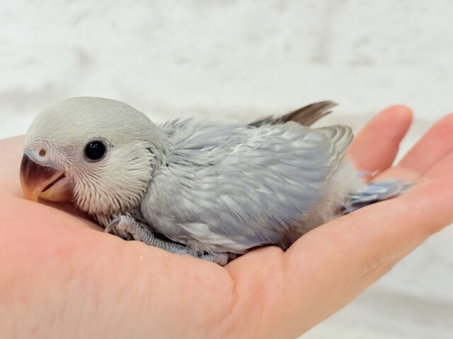 麗し🫧美鳥さん🐣💗コザクラインコ(マーブルバイオレット) ヒナ コザクラインコ(小桜インコ)