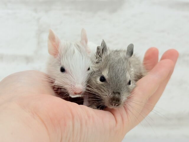 お顔が可愛すぎてる🐭🌸💖デグー(ブルー) 女の子 デグー