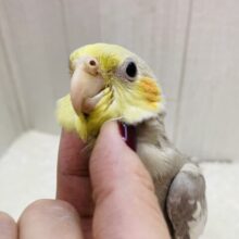 最新画像有ります⭐️立派なサイズ感‼️シナモンカラーのオカメインコがやってきました❤️