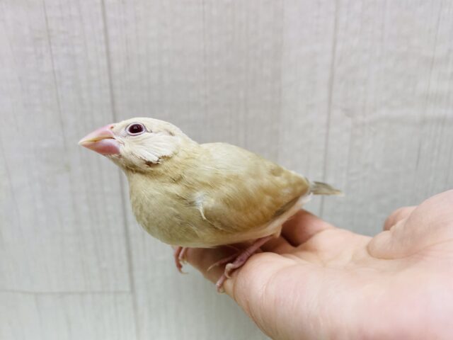 シナモン文鳥