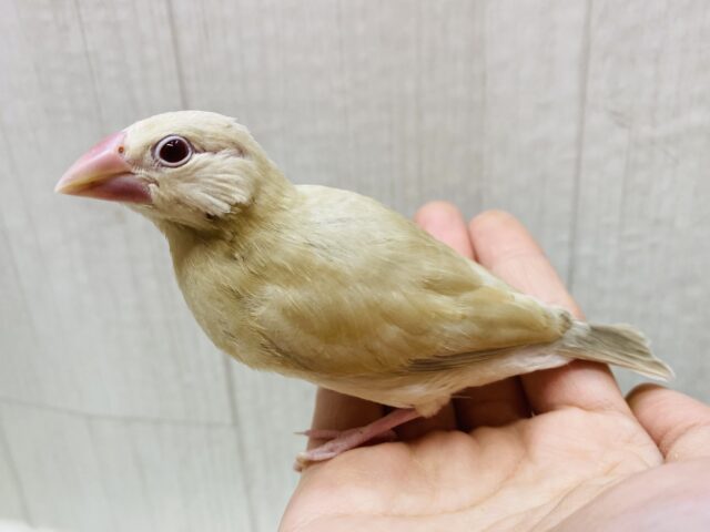 シナモン文鳥