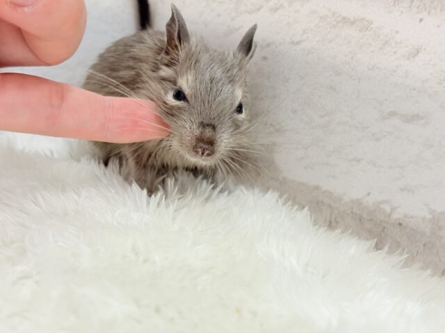 お顔が可愛すぎてる🐭🌸💖デグー(ブルー) 女の子 デグー