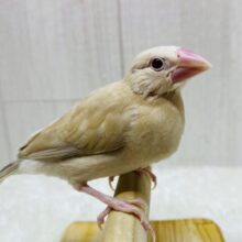 最新画像有ります❗️この季節ピッタリのモンブランちゃん🌰シナモン文鳥やってきましたー‼️