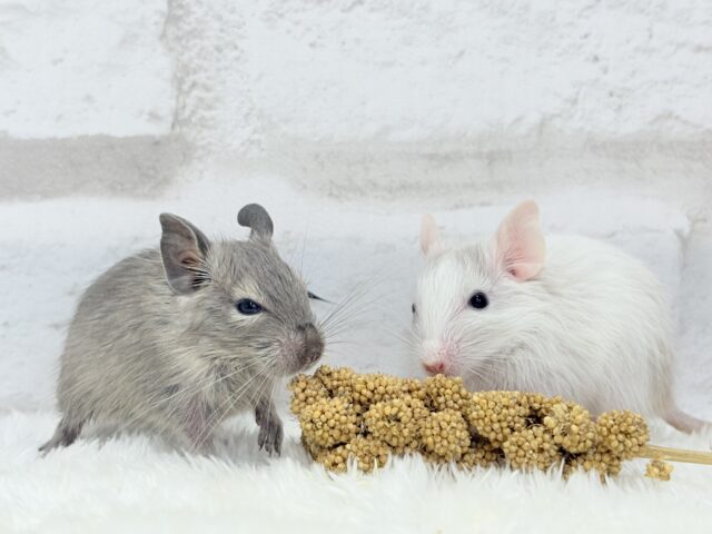 食いしん坊なアクティブガール🐭🍬💗デグー(サンドパイド) 女の子 デグー
