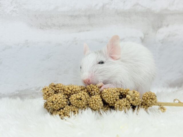 食いしん坊なアクティブガール🐭🍬💗デグー(サンドパイド) 女の子 デグー