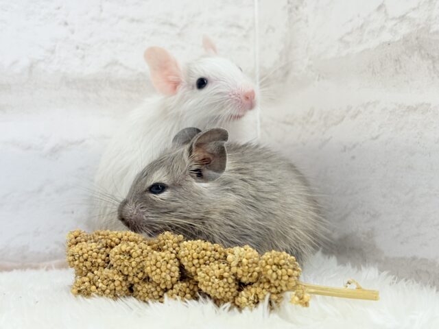 お顔が可愛すぎてる🐭🌸💖デグー(ブルー) 女の子 デグー