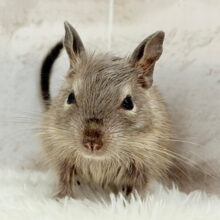 お顔が可愛すぎてる🐭🌸💖デグー(ブルー) 女の子 お顔が可愛すぎてる🐭🌸💖デグー(ブルー) 女の子