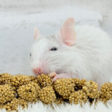 食いしん坊なアクティブガール🐭🍬💗デグー(サンドパイド) 女の子 食いしん坊なアクティブガール🐭🍬💗デグー(サンドパイド) 女の子