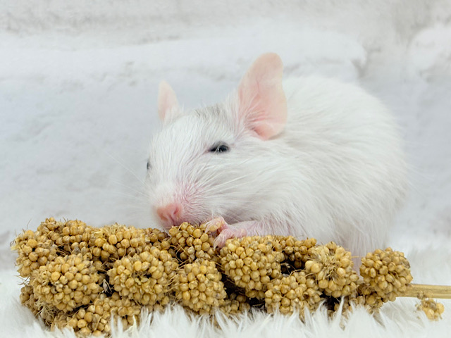 食いしん坊なアクティブガール🐭🍬💗デグー(サンドパイド) 女の子 食いしん坊なアクティブガール🐭🍬💗デグー(サンドパイド) 女の子