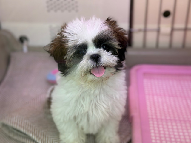 あたちと遊ぼうよ💗愛嬌たっぷりなシーズーの女のコきました🌟 シーズー