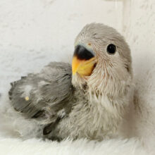 【最新画像更新🪄】あざと可愛い🐣💖コザクラインコ(モーブ) ヒナ