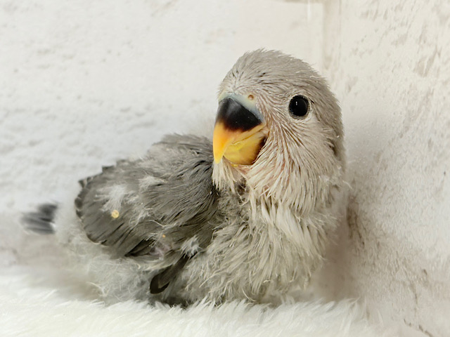 【最新画像更新🪄】あざと可愛い🐣💖コザクラインコ(モーブ) ヒナ