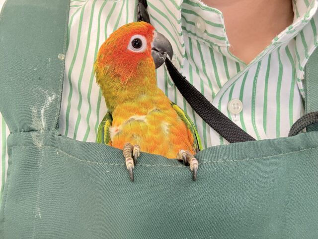 【最新画像更新🪄ひとり餌になりました☆】情熱カラーの元気っ子🌻🧡コガネメキシコインコ(男の子) ヒナ コガネメキシコインコ