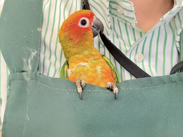 【最新画像更新🪄ひとり餌になりました☆】情熱カラーの元気っ子🌻🧡コガネメキシコインコ(男の子) ヒナ コガネメキシコインコ