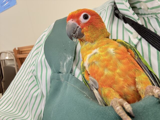 【最新画像更新🪄ひとり餌になりました☆】情熱カラーの元気っ子🌻🧡コガネメキシコインコ(男の子) ヒナ コガネメキシコインコ